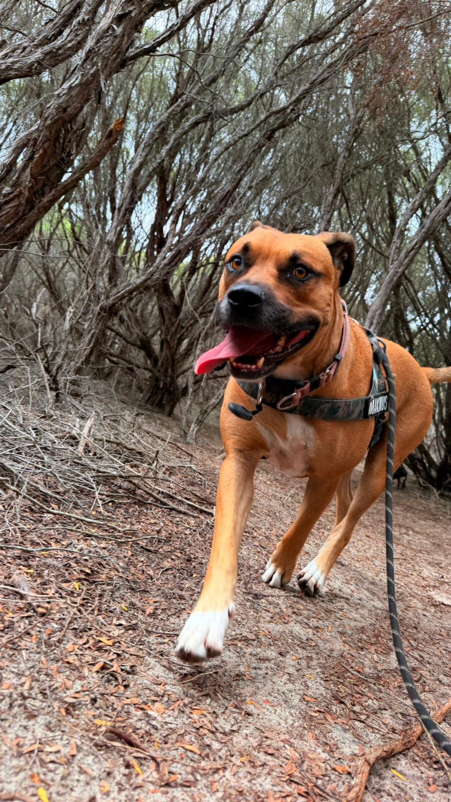 Dog portrait
