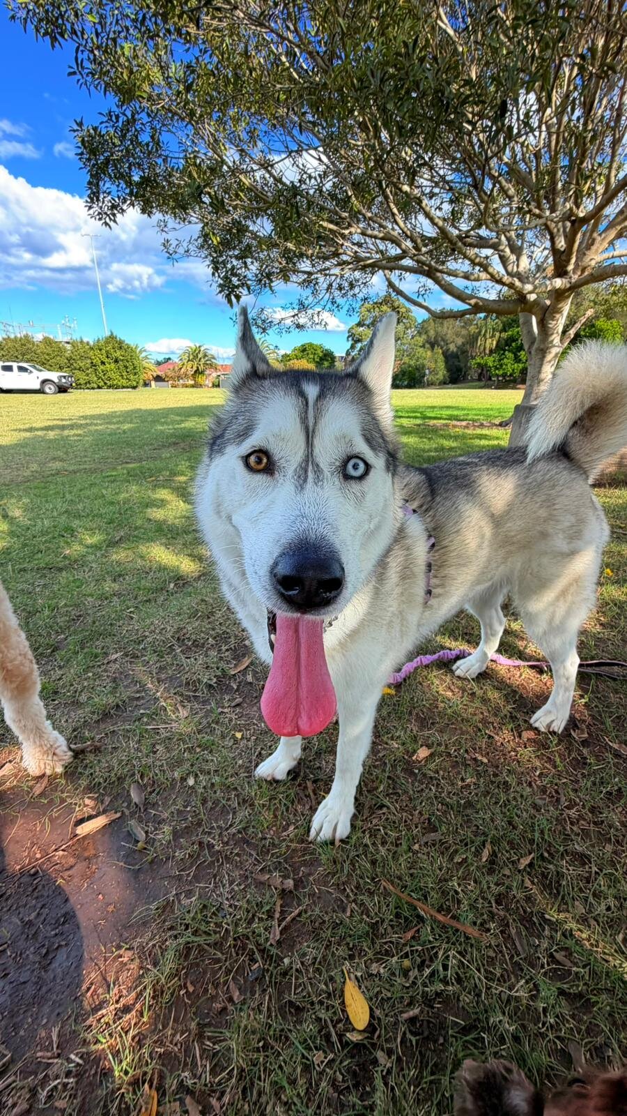 Husky portrait
