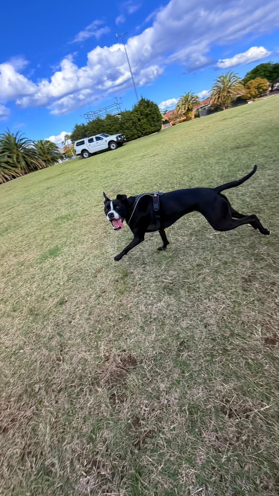 Dog running