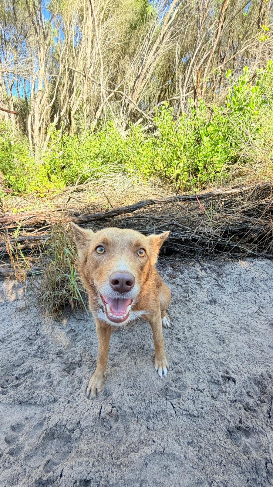 Dog at beach