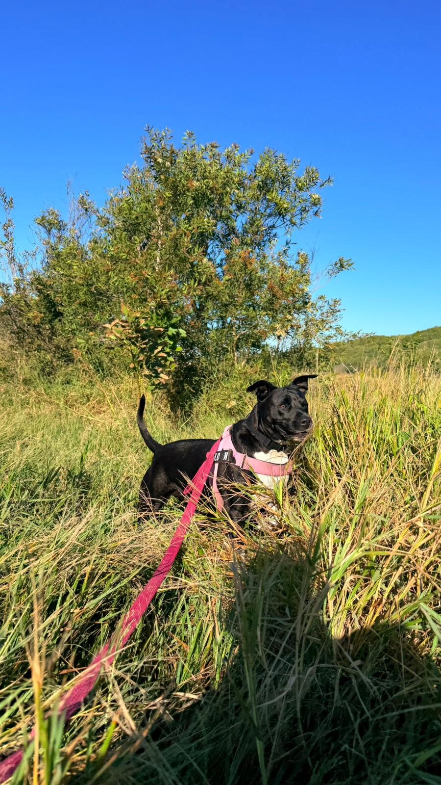 Dog in field
