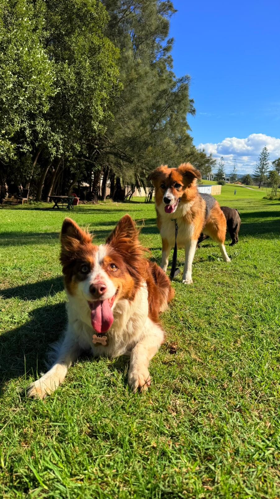 Dogs at park