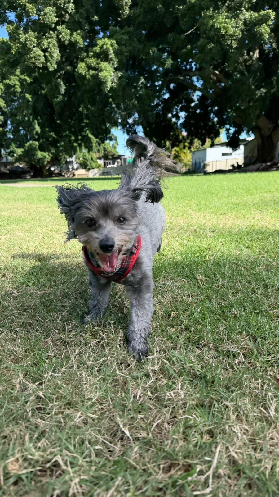 Dog in nature