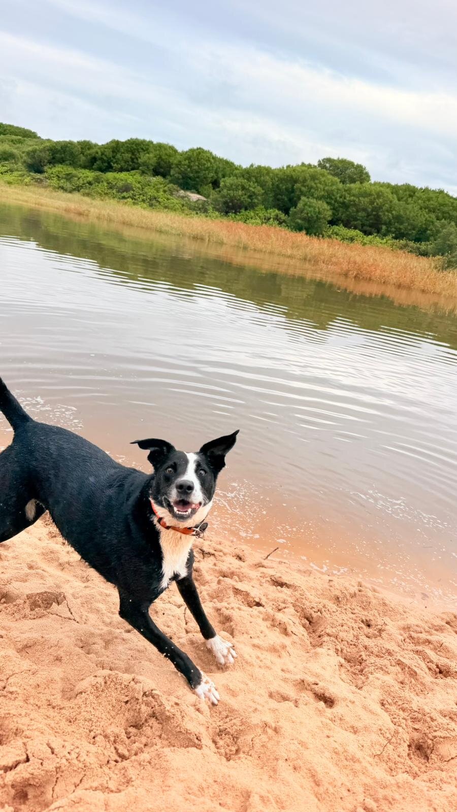 Dog at river