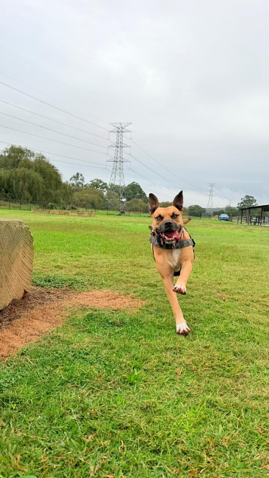 Dog running
