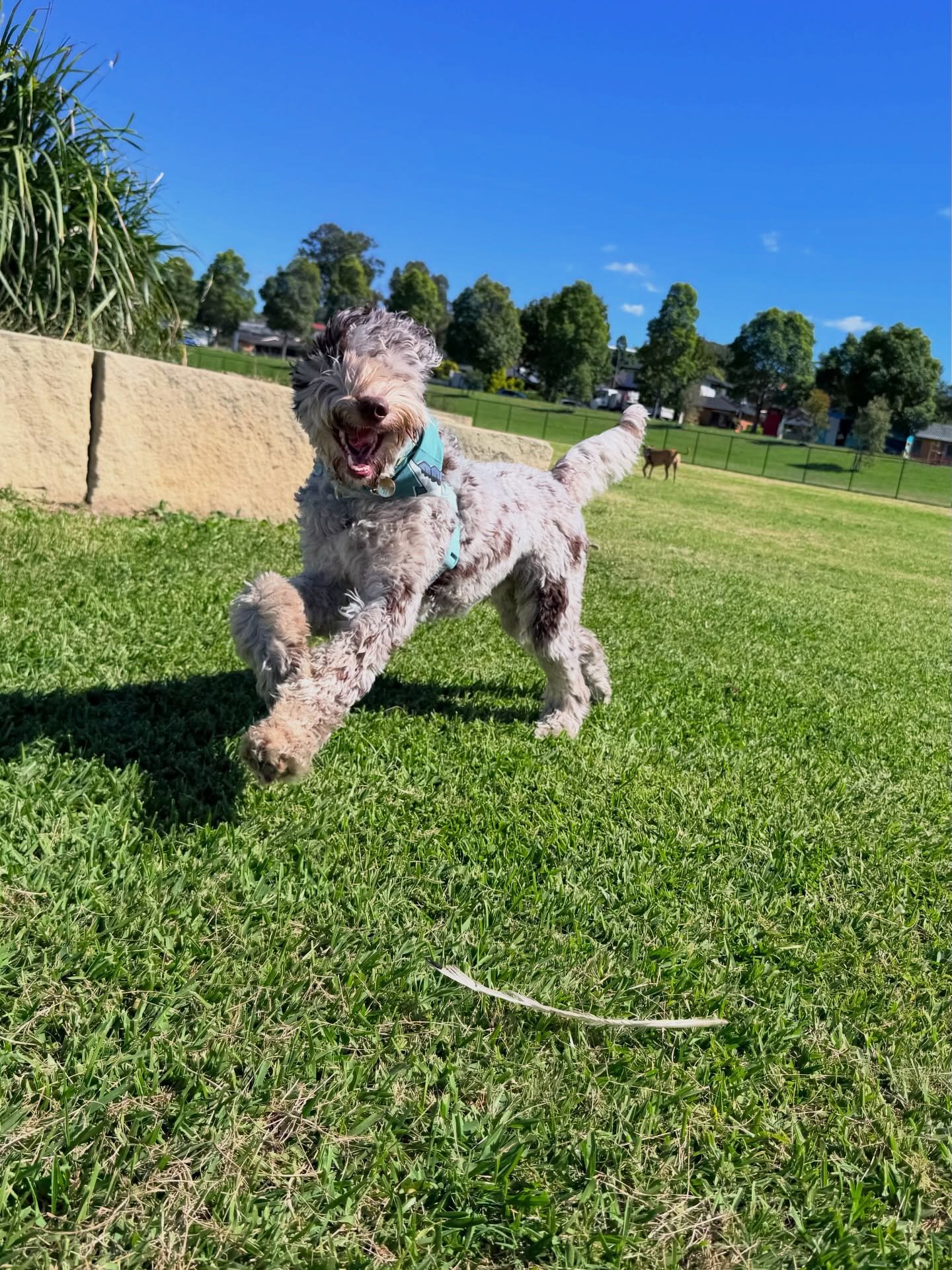 Dogs running outdoors